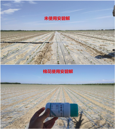 安碧解，拉姆拉，翠姆