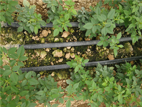 生根劑，拉姆拉，翠姆