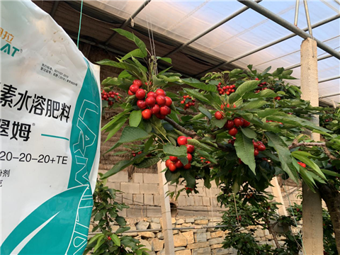 水溶肥，拉姆拉，翠姆