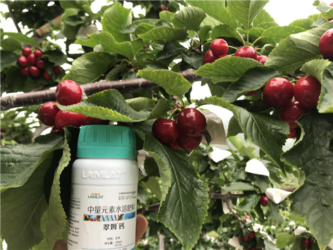 水溶肥，拉姆拉，翠姆