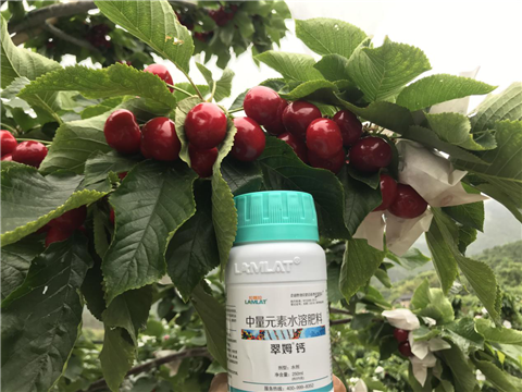 水溶肥，拉姆拉，翠姆