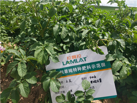 安碧解，拉姆拉，翠姆