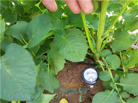 安碧解，拉姆拉，翠姆