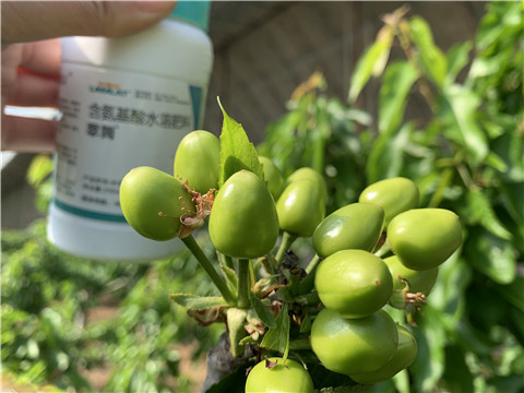 氨基酸水溶肥，拉姆拉，翠姆