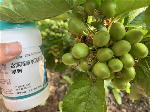 氨基酸水溶肥，拉姆拉，翠姆