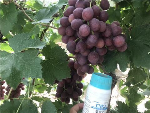 鈣肥，拉姆拉，翠姆