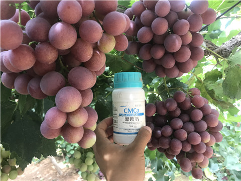 鈣肥，拉姆拉，翠姆