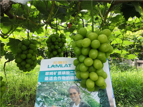 水溶肥，拉姆拉，翠姆