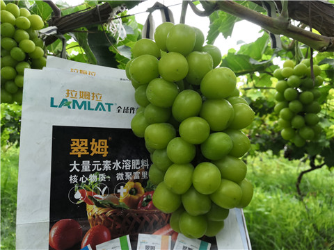 水溶肥，拉姆拉，翠姆