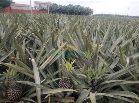 水溶肥，拉姆拉，翠姆