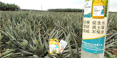 水溶肥，拉姆拉，翠姆