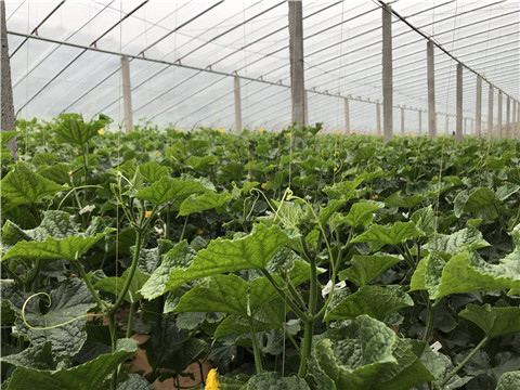 小分子有機(jī)碳，拉姆拉，翠姆