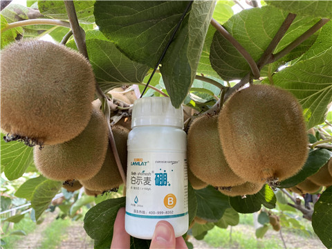 硼肥，拉姆拉，翠姆