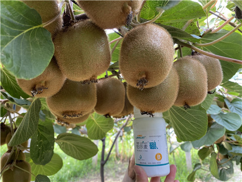 硼肥，拉姆拉，翠姆