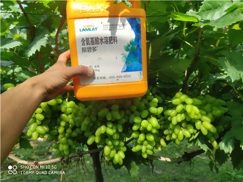 生根劑，拉姆拉，翠姆