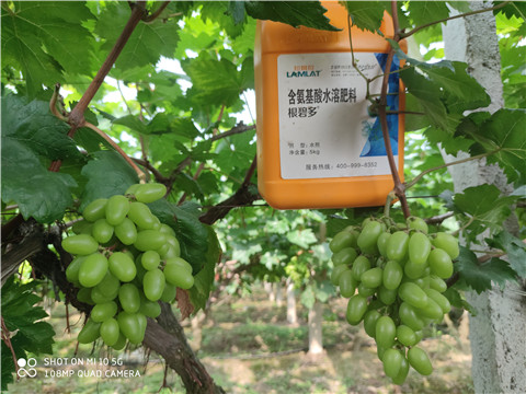 生根劑，拉姆拉，翠姆