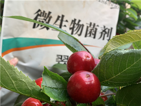 微生物菌劑，拉姆拉，翠姆