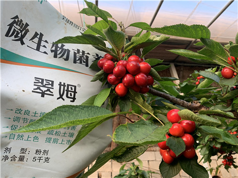 微生物菌劑，拉姆拉，翠姆