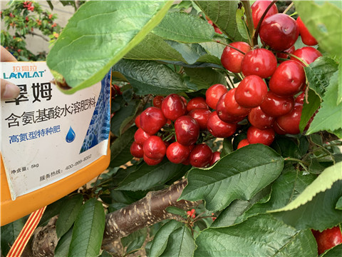 水溶肥，拉姆拉，翠姆