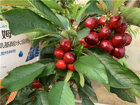 水溶肥，拉姆拉，翠姆