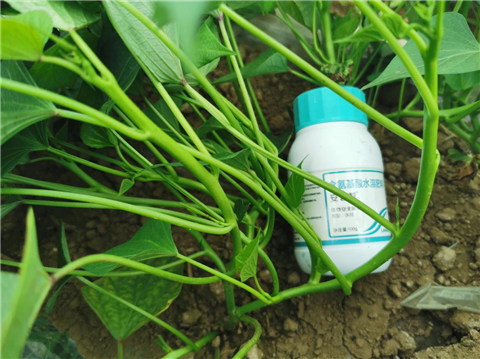 水溶肥，拉姆拉，翠姆