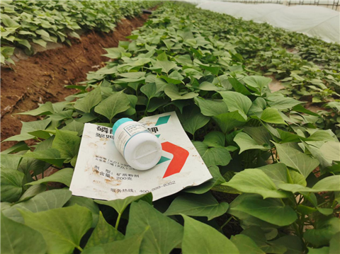 水溶肥，拉姆拉，翠姆