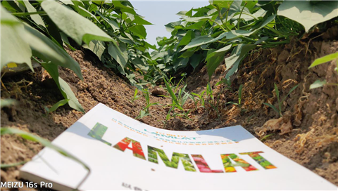 水溶肥，拉姆拉，翠姆