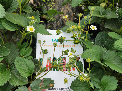 水溶肥，拉姆拉，翠姆