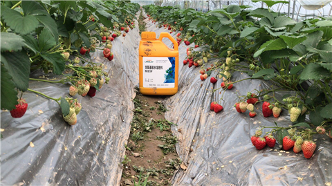 水溶肥，拉姆拉，翠姆