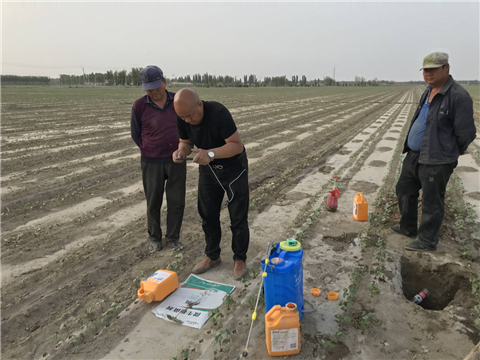 水溶肥，拉姆拉，翠姆