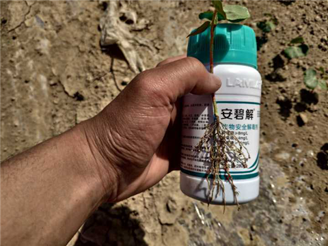 水溶肥，拉姆拉，翠姆