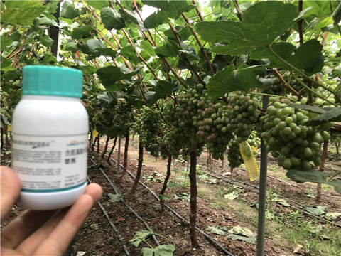 水溶肥，拉姆拉，翠姆