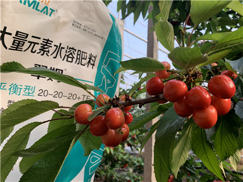 大量元素水溶肥，拉姆拉，翠姆