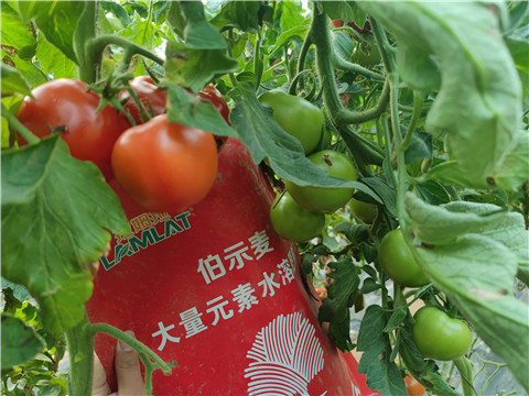 水溶肥，拉姆拉，伯示麥