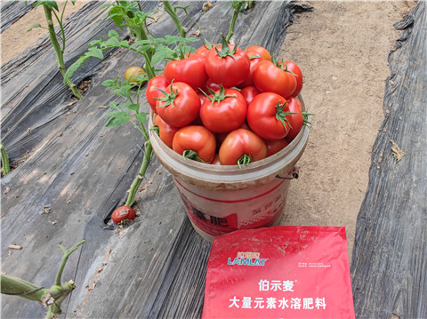 水溶肥，拉姆拉，伯示麥