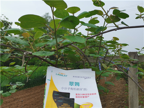 小分子有機碳，拉姆拉，翠姆