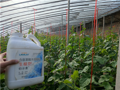 水溶肥，拉姆拉，翠姆