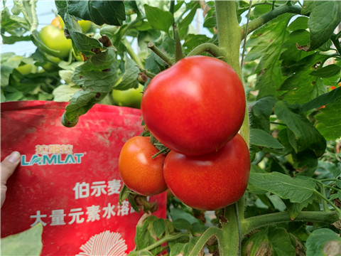 水溶肥，拉姆拉，伯示麥 