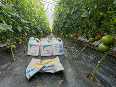 水溶肥，拉姆拉，伯示麥 