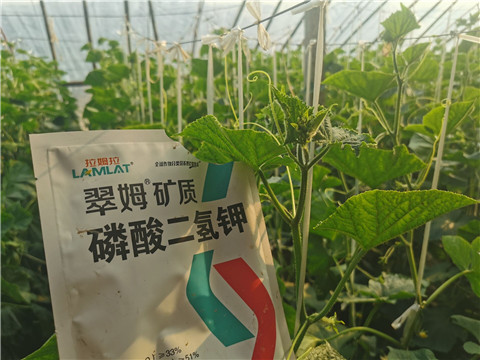 水溶肥，拉姆拉，翠姆