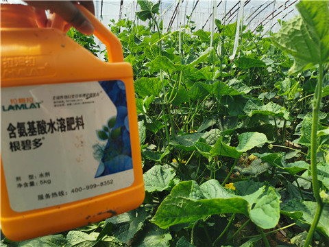 水溶肥，拉姆拉，翠姆