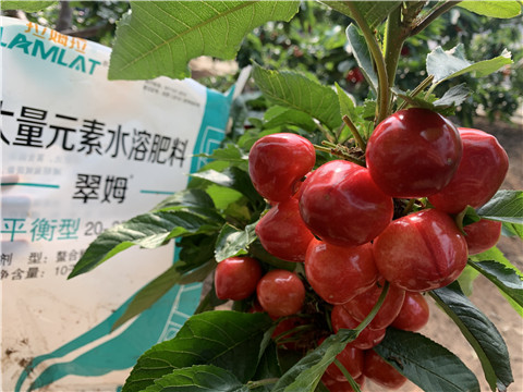 水溶肥，拉姆拉，翠姆