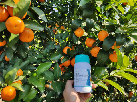 葉面肥，拉姆拉，翠姆