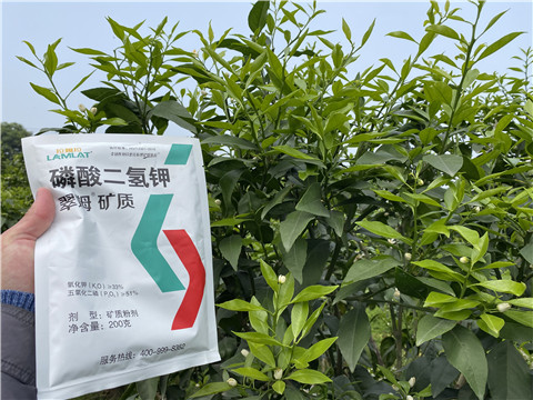 葉面肥，拉姆拉，翠姆