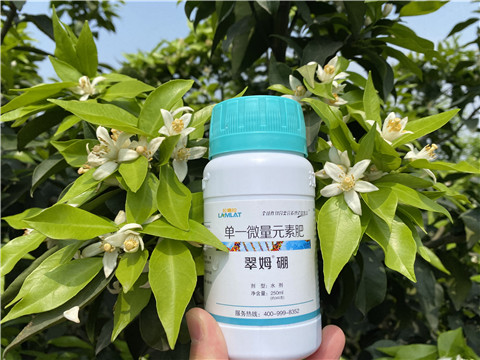 葉面肥，拉姆拉，翠姆