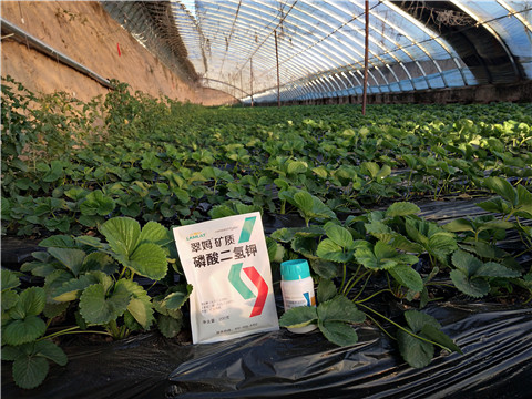 草莓施肥管理，拉姆拉，翠姆