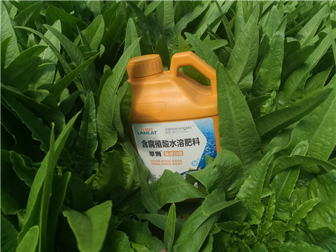 沖施肥，拉姆拉，翠姆