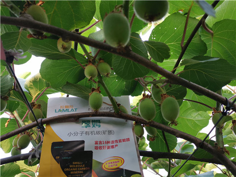 水溶肥，拉姆拉，翠姆