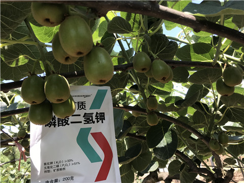 水溶肥，拉姆拉，翠姆