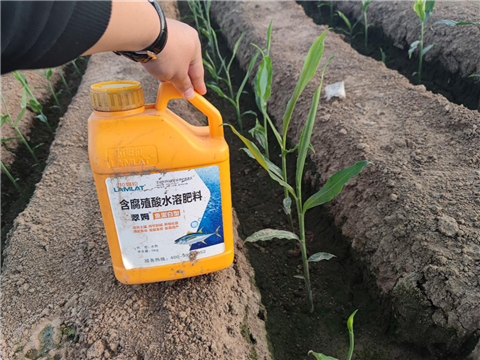 大姜，拉姆拉，翠姆